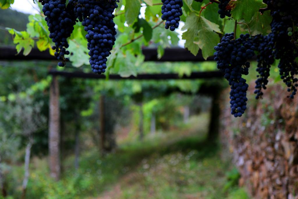 Вилла Quinta De Gildinho Экстерьер фото